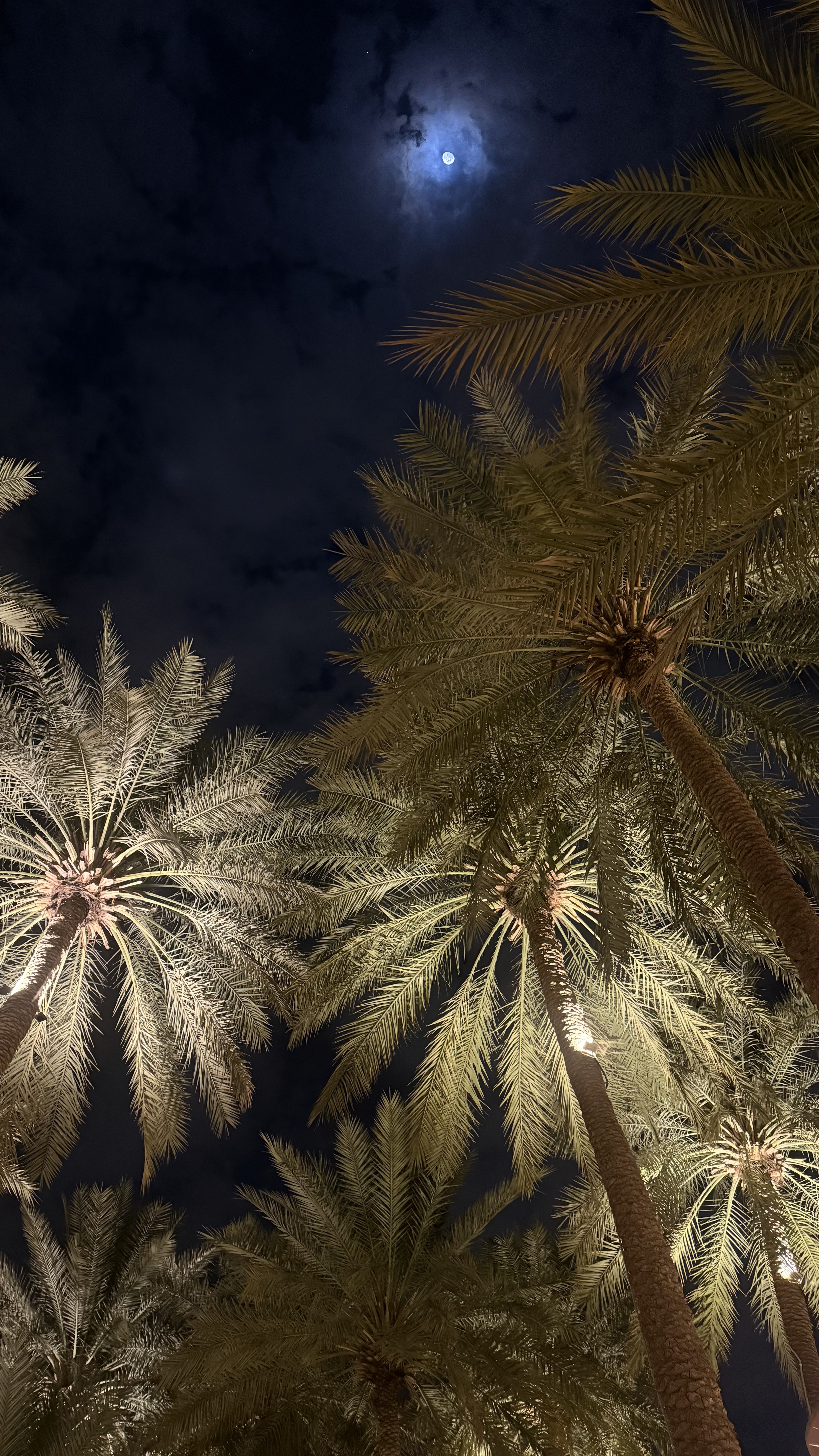 🌴✨
