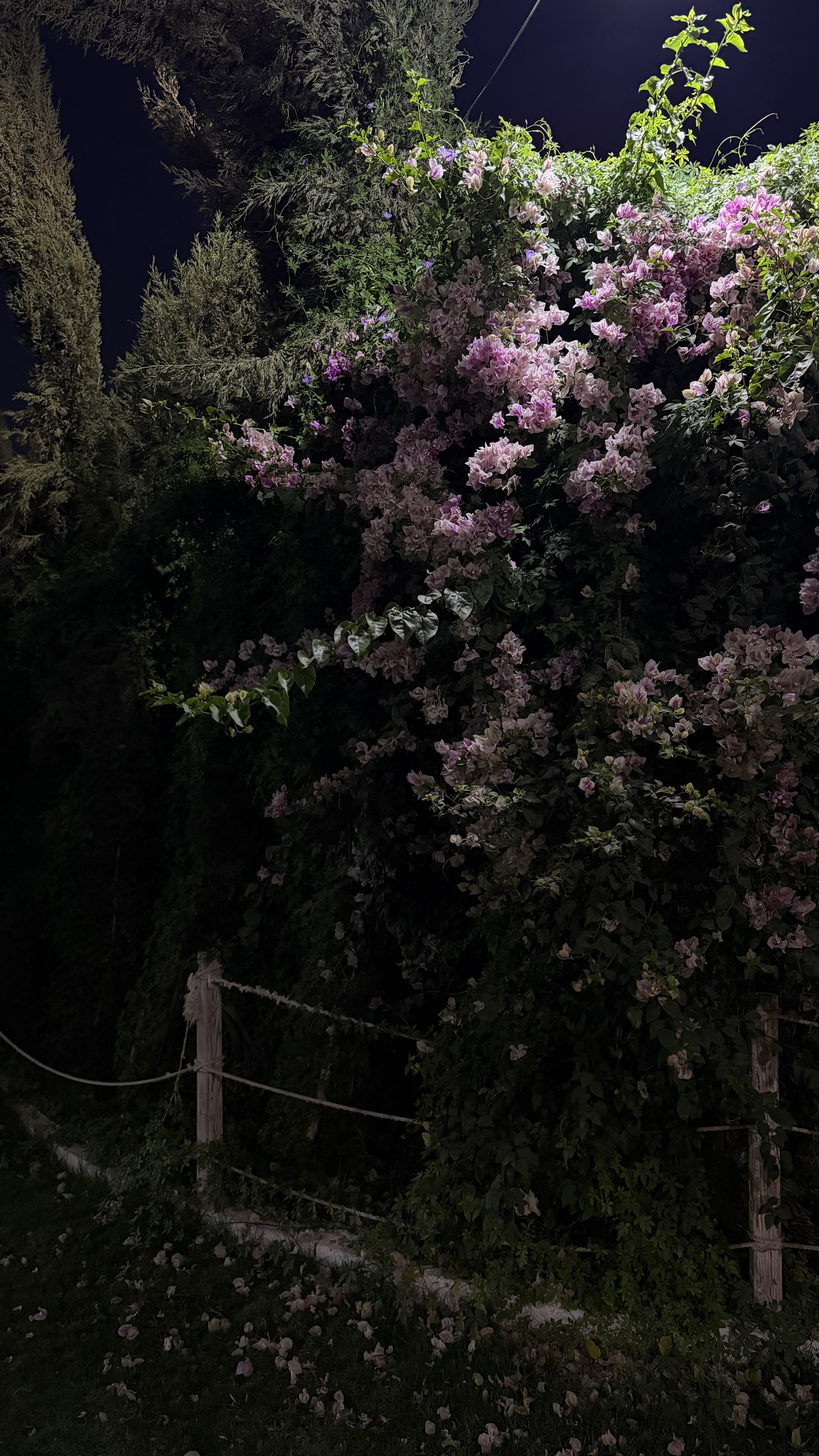 🌸✨